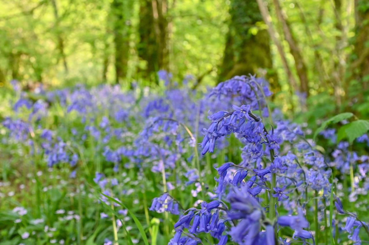 Wray Valley Moretonhampstead Buitenkant foto