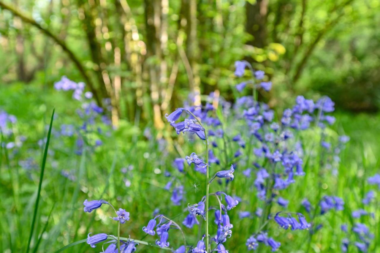 Wray Valley Moretonhampstead Buitenkant foto